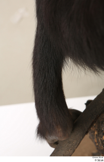 Chimpanzee Bonobo leg 0021.jpg